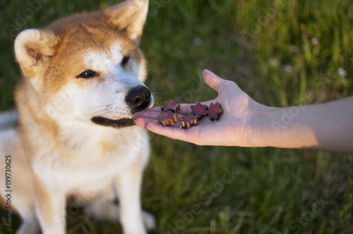 Feeding happy akita inu dog with treats
