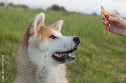 Cute akita inu dog waiting for the snack