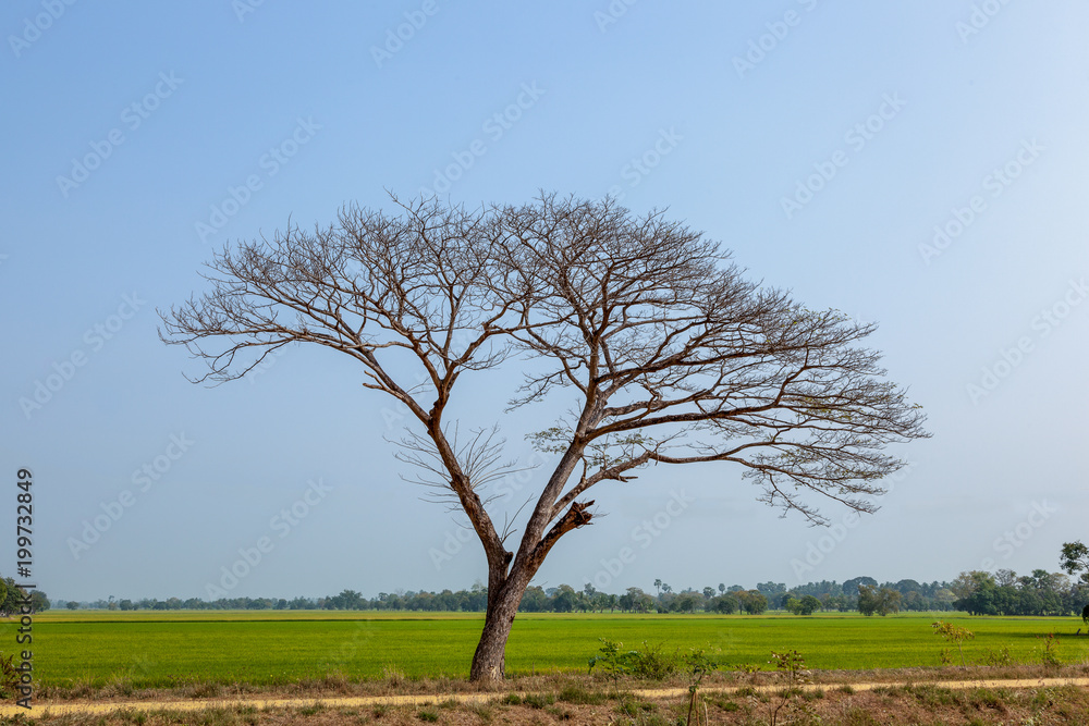 Obraz premium Tree and grass are dead at the field in summer season.