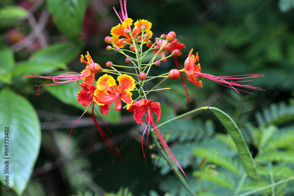 Pfauenstrauch (Caesalpinia pulcherrima), Stolz von Barbados Pfauenstrauch (Caesalpinia pulcherrima), Stolz von Barbados