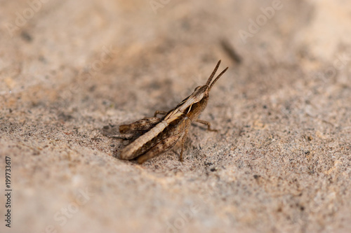 tiny grasshopper on rock surface