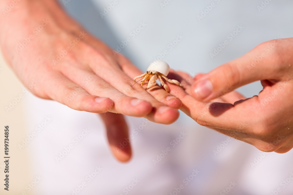 Hermit crab Hermit crab