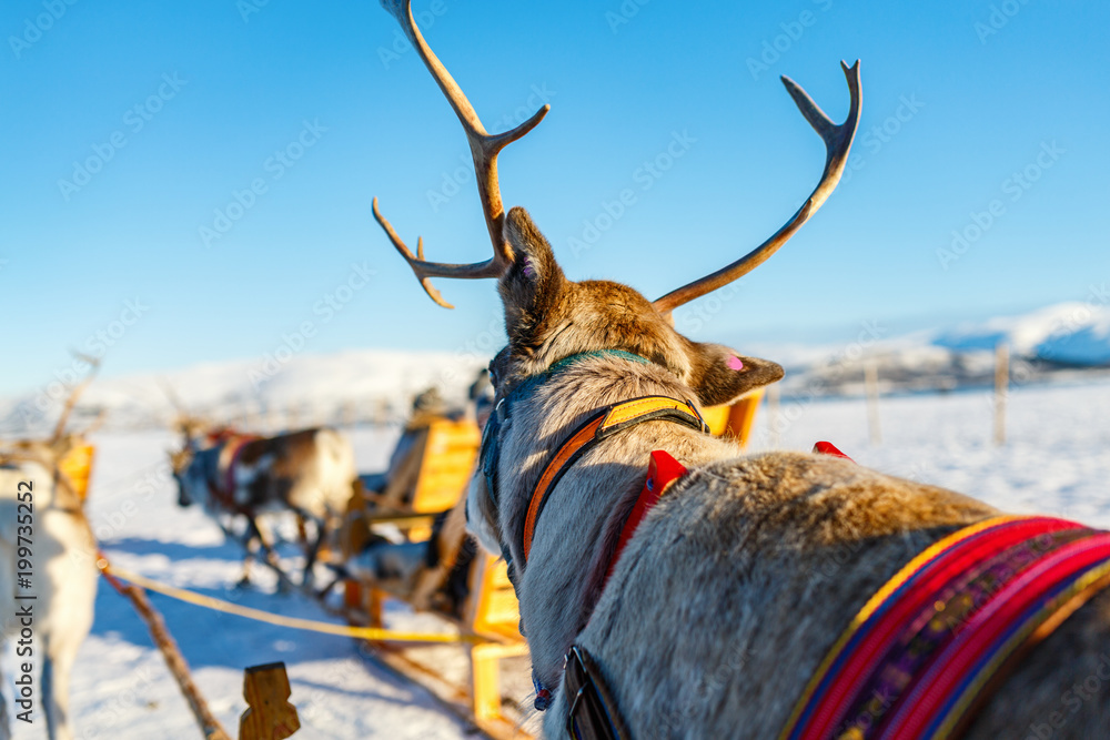 Naklejka premium Reindeer in Northern Norway