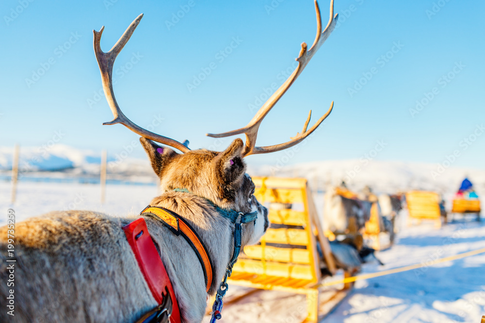 Fototapeta premium Reindeer in Northern Norway