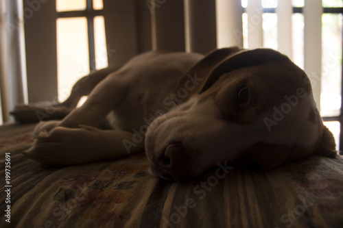 Fotografie lola