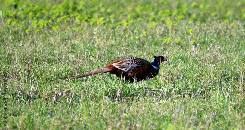 Phasianus colchicus Անդրկովկասյան փասիան Common pheasant Fagiano comune Bażant zwyczajny Phasianus colchicus Անդրկովկասյան փասիան Common pheasant Fagiano comune Bażant zwyczajny