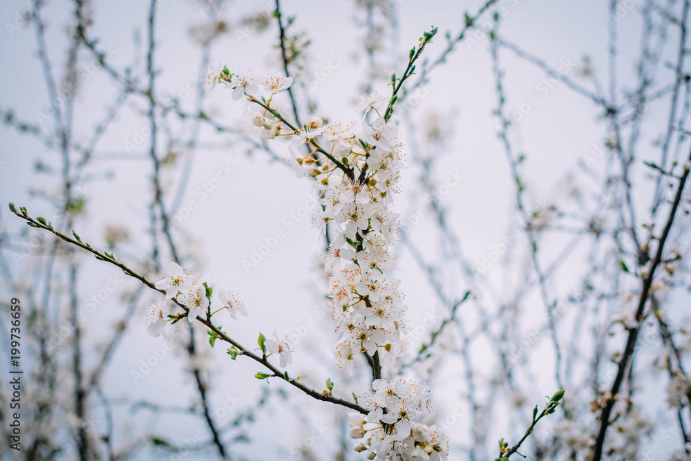 Spring flowers on the trees