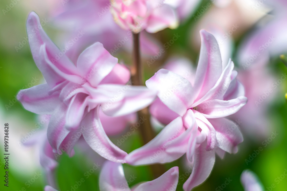 Hyacinths and spring