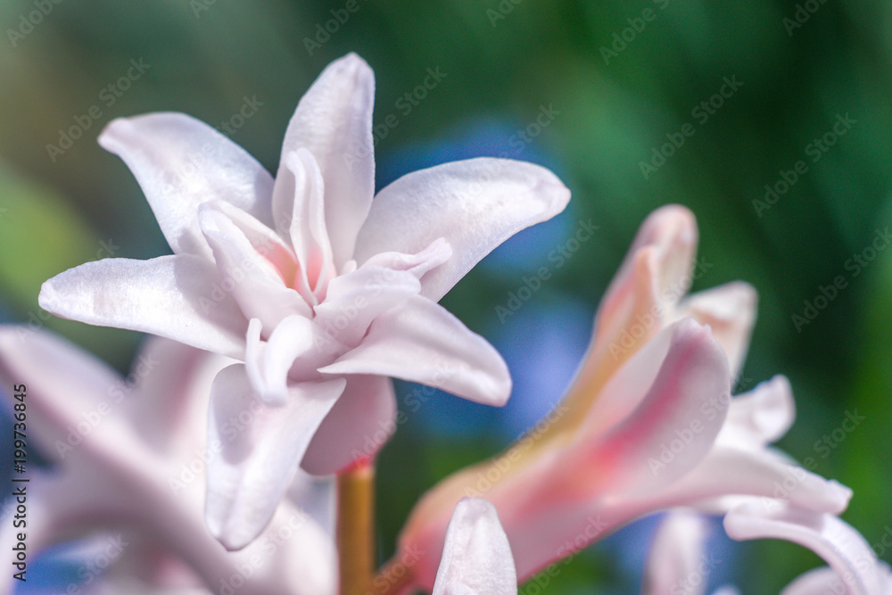 Fototapeta premium Hyacinths and spring