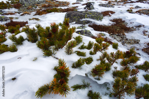 Mountain pine in the snow