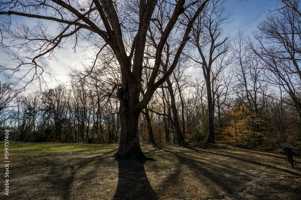 Park and trees