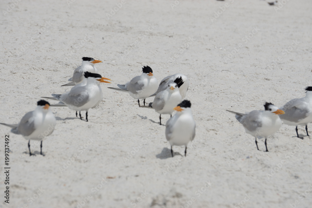 Obraz premium Bird at clearwater