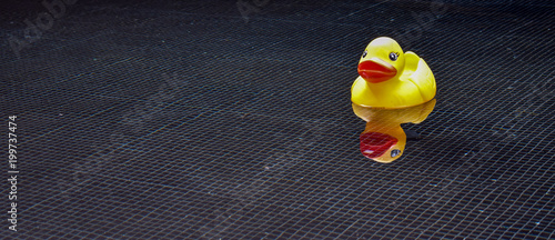 Schwimmende, gelbe Quietscheente in Wasser mit dunklem Untergrund, Ente, Pool, Fließen, Badewanne photo