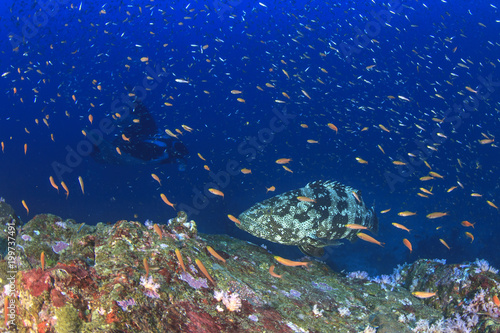 Marbled Grouper fish and manta ray
