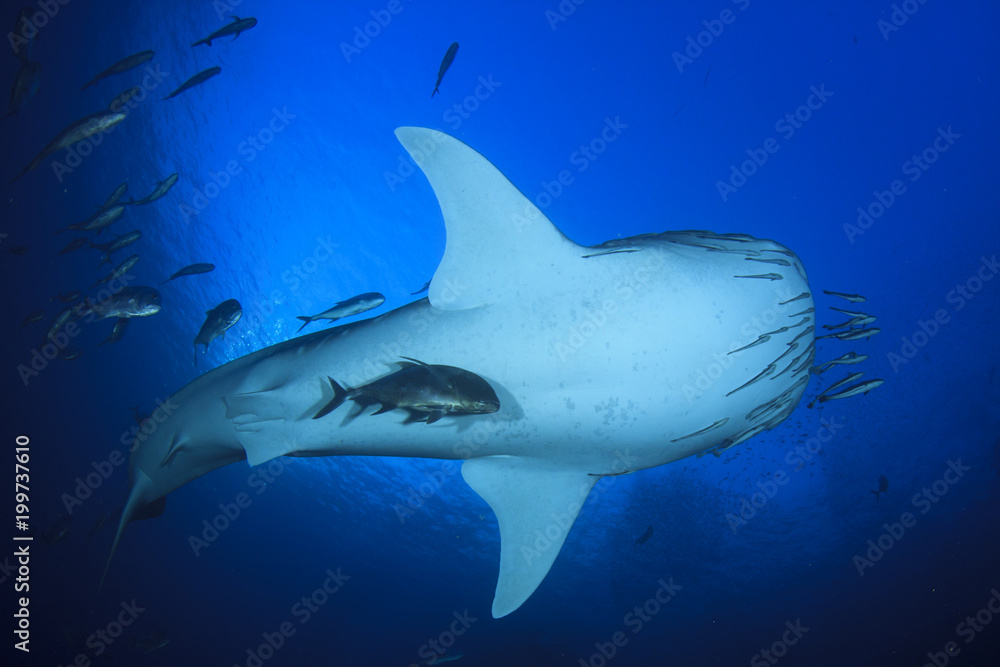 Obraz premium Whale Shark 