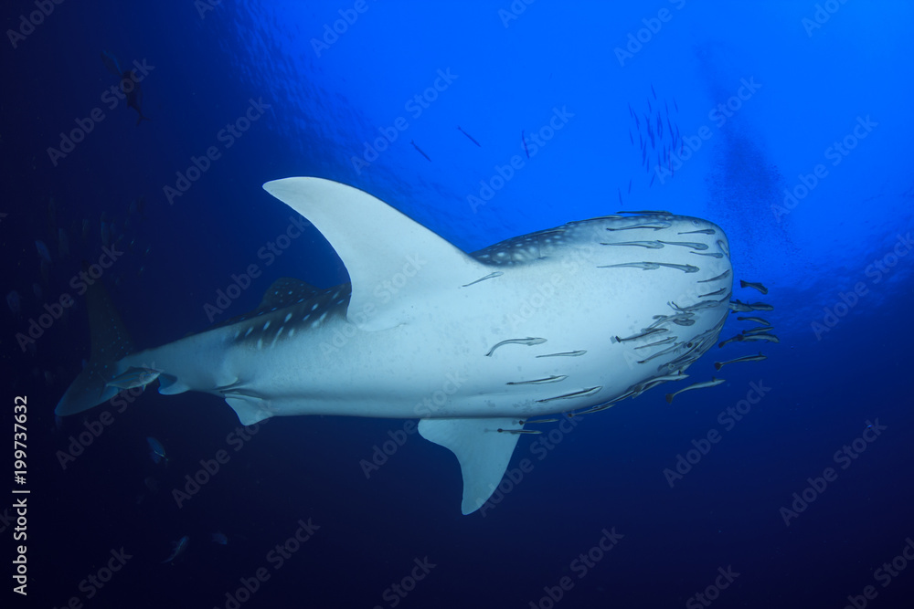 Obraz premium Whale Shark