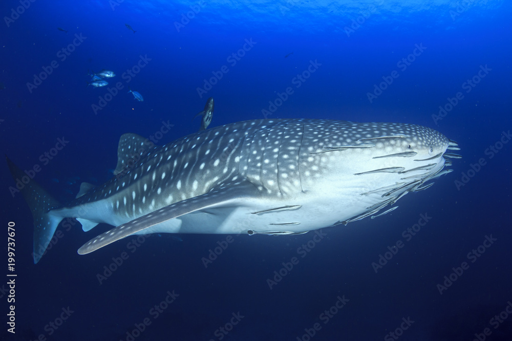Whale Shark Whale Shark