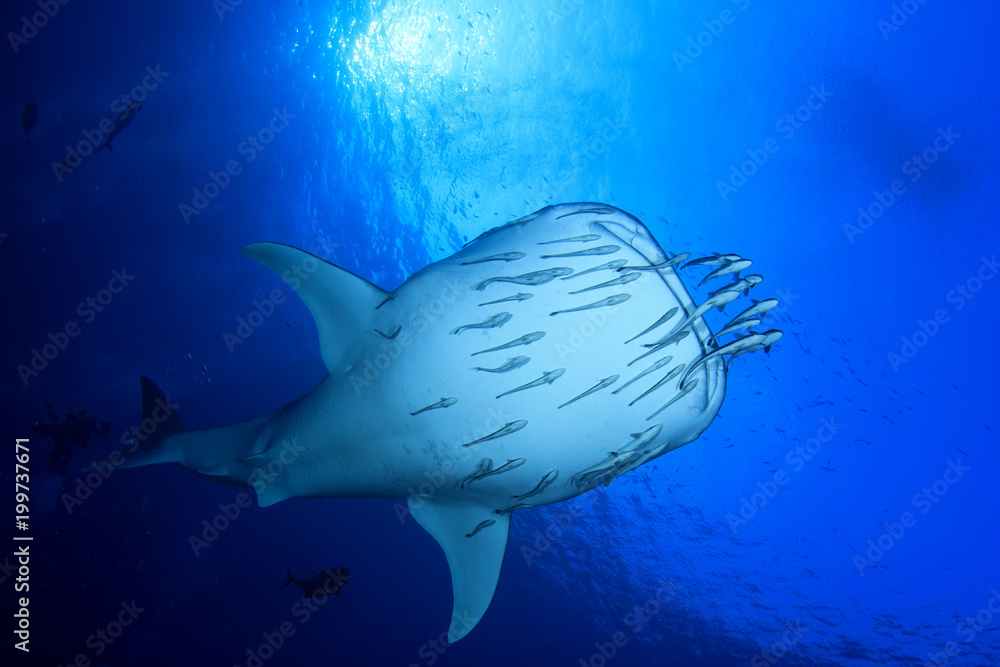 Obraz premium Rekin wielorybi i płetwonurkowie