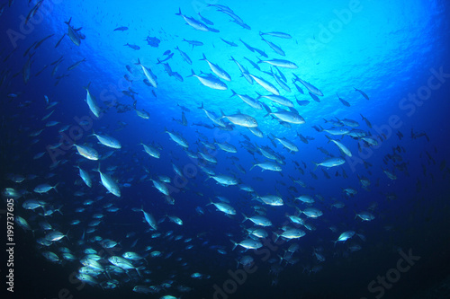 Trevally fish  Jacks  in ocean