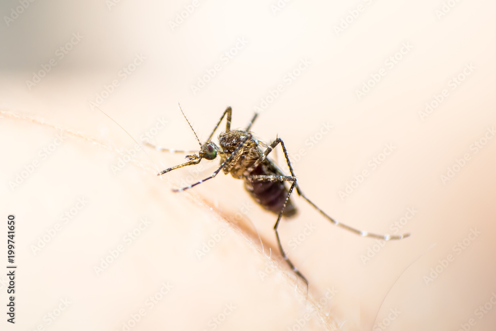 Aedes aegypti or yellow fever mosquito feeding blood on human skin, virus carrier spreading dengue, chikungunya, Zika, Mayaro, Malaria epidemic disease Aedes aegypti or yellow fever mosquito feeding blood on human skin, virus carrier spreading dengue, chikungunya, Zika, Mayaro, Malaria epidemic disease
