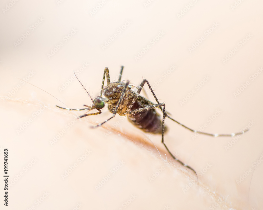 Aedes aegypti or yellow fever mosquito feeding blood on human skin, virus carrier spreading dengue, chikungunya, Zika, Mayaro, Malaria epidemic disease Aedes aegypti or yellow fever mosquito feeding blood on human skin, virus carrier spreading dengue, chikungunya, Zika, Mayaro, Malaria epidemic disease