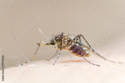 Aedes aegypti or yellow fever mosquito feeding blood on human skin, virus carrier spreading dengue, chikungunya, Zika, Mayaro, Malaria epidemic disease © Chinnapong