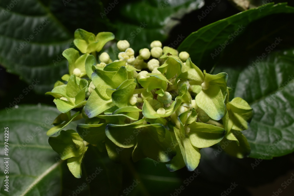 hydrangea bud macro hydrangea bud macro