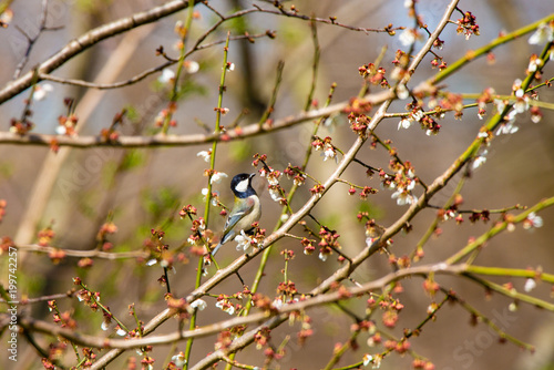 シジュウカラと桜