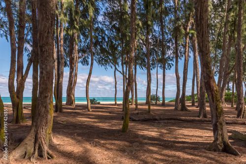 Waimanalo Beach on the windward side of Oahu, Hawaii as seen through the ironwood trees