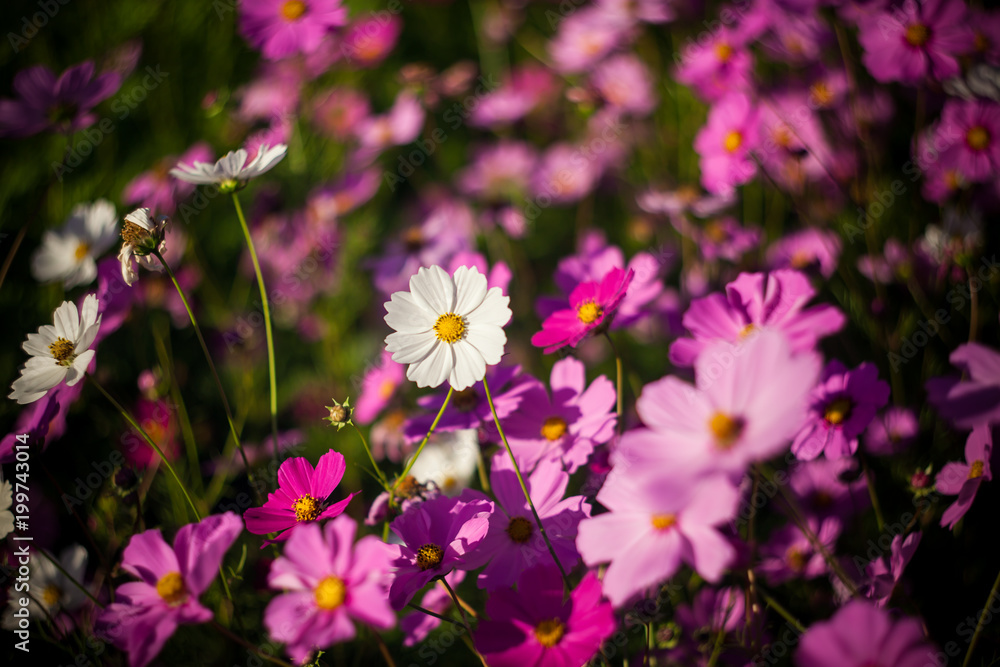 Cosmos flower in the green fields. Cosmos flower in the green fields.