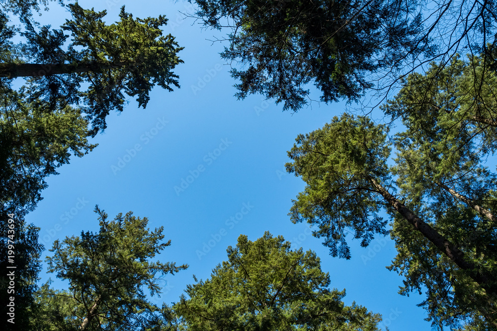 tall trees in the forest under the blue sky