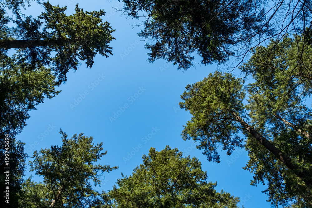 tall trees in the forest under the blue sky tall trees in the forest under the blue sky