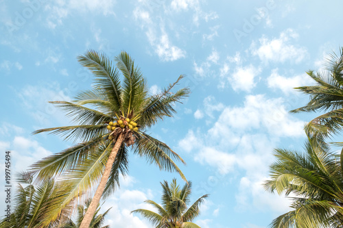 Vintage nature background - coconut palm tree on tropical beach blue sky with sunlight of morning in summer  uprisen angle. vintage instagram filter