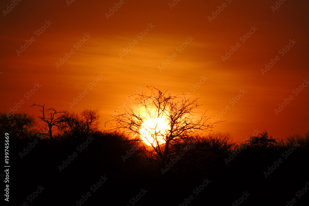 sunset at kruger national park - south africa - safari
