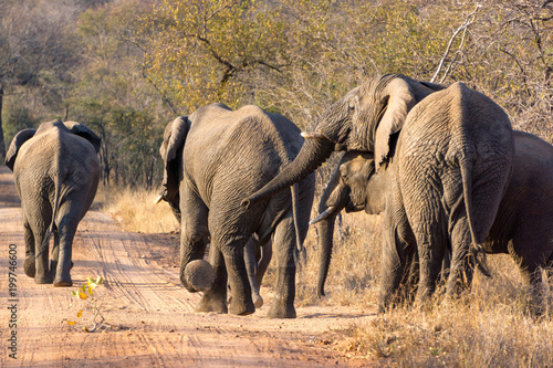 big five safari in kapama game reserve - south africa - elephants and Rino 
