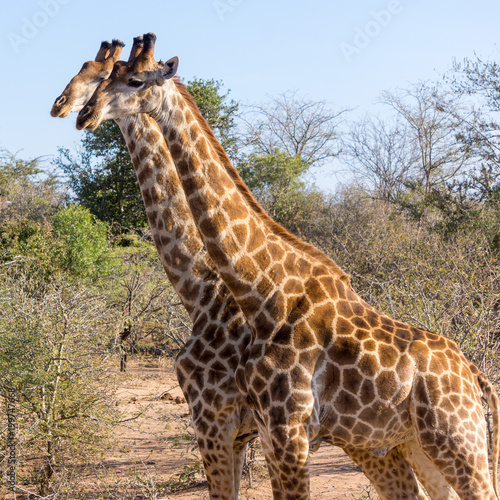 Giraffes parade in game reserve south africa