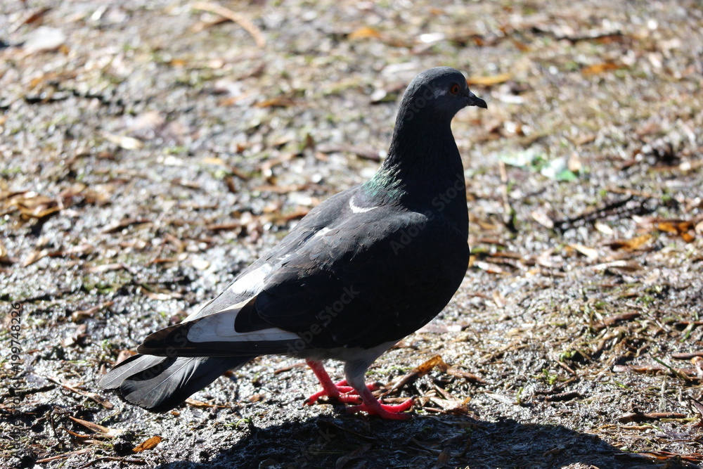 Obraz premium Pigeon in spring park