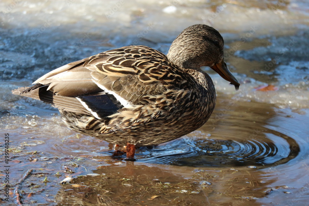 Fototapeta premium Duck in spring park