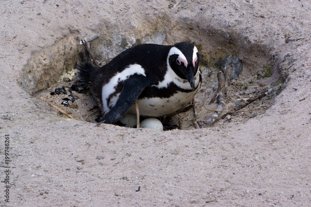 Fototapeta premium penguins parade in boulders beach, south africa