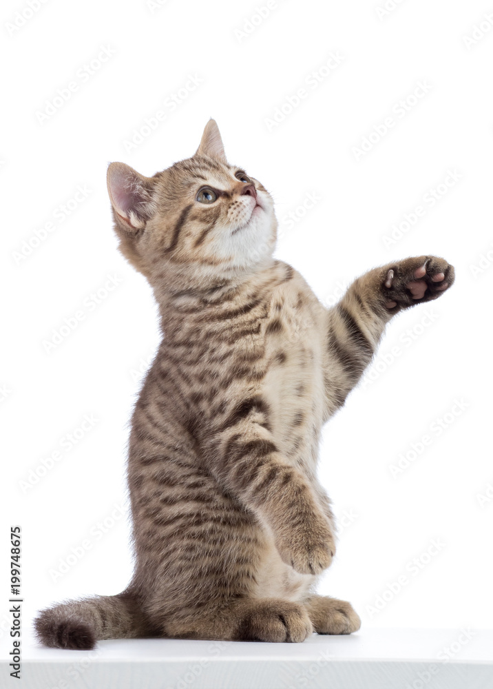 Cat kitten sitting and lifted a paw. Isolated on white background