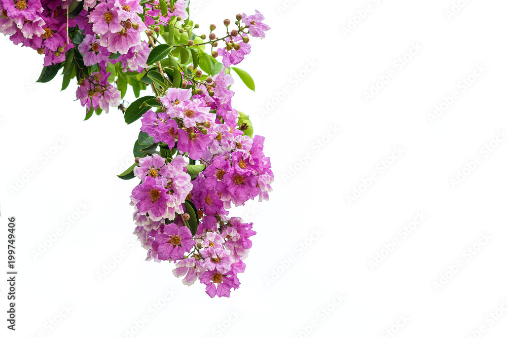 Bungor,Lagerstroemia floribunda Jack ,Lagerstroemia calyculata Kurz. Bungor,Lagerstroemia floribunda Jack ,Lagerstroemia calyculata Kurz.