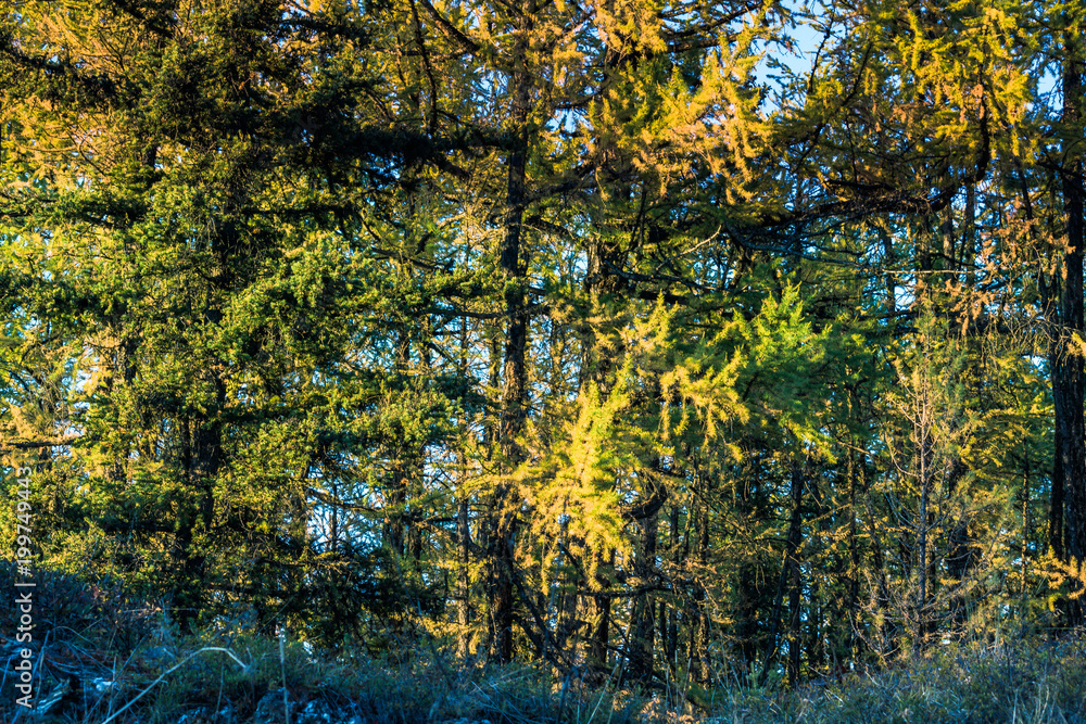 Grove of coniferous trees in the forest. Autumn Sunny weather.