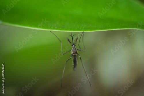 Male mosquito on a green leaf © songdech17