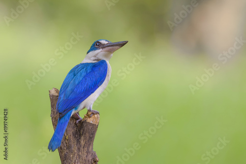 Beautiful bird in nature collared Kingfisher (Halcyon chloris) © sakda