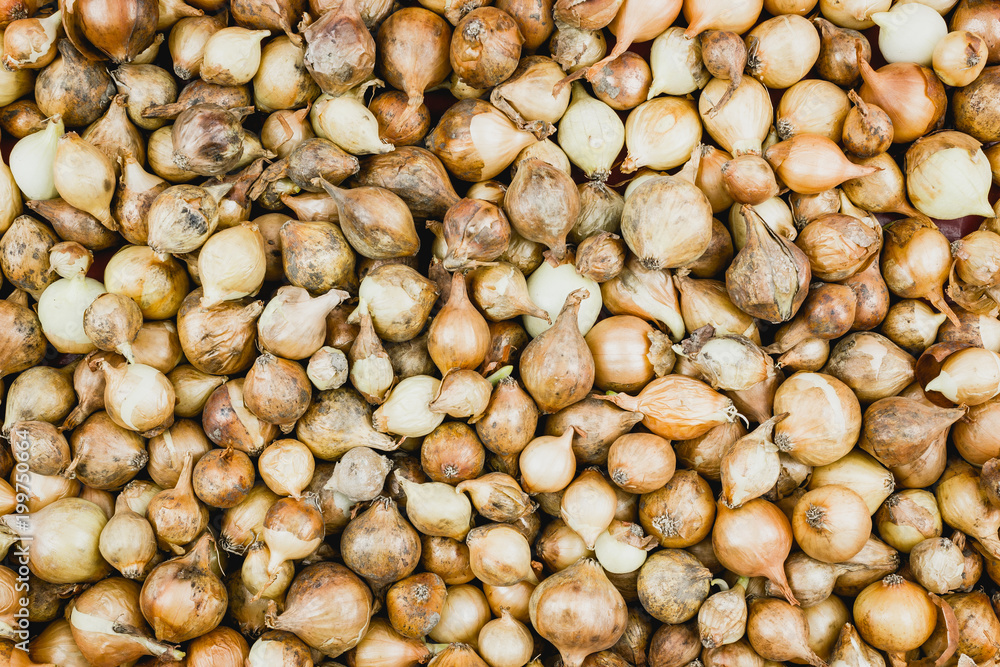 Small bulbs for seedlings. Preparation for planting in the garden. Small bulbs for seedlings. Preparation for planting in the garden.