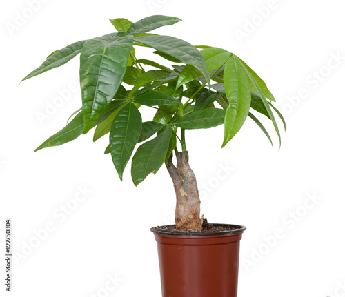 Pachira is an exotic plant from the family of the baobab, or Babakova (Bombacaceae). Isolated on white background photo