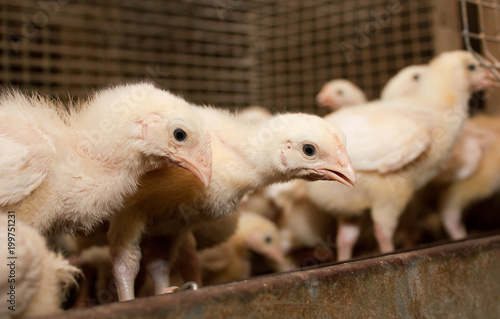 Chickens meat breed in a cage at the poultry farm.