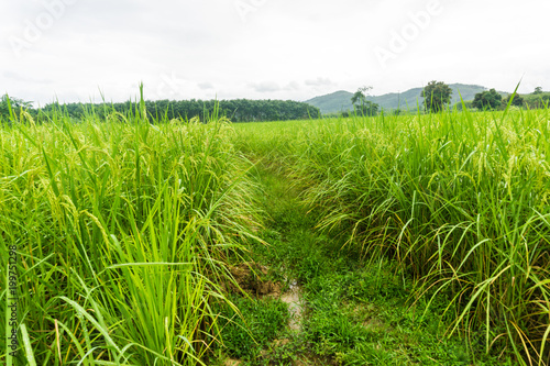 Fototapeta Naklejka Na Ścianę i Meble -  Green rice field in rural with mountain
