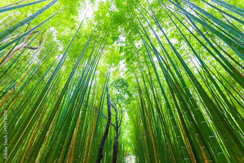Green background bamboo forest at Arashiyama