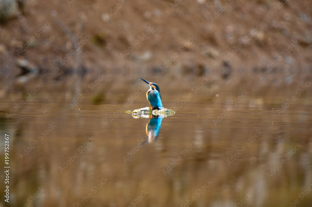 Obraz premium Alcedo atthis カワセミの狩り